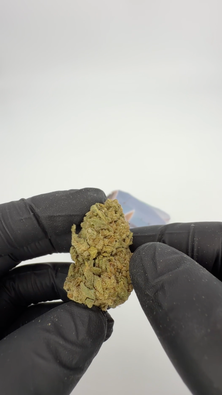 White Russian THCA indoor dried cannabis flower Glookies by Rollz – own cultivation and production.