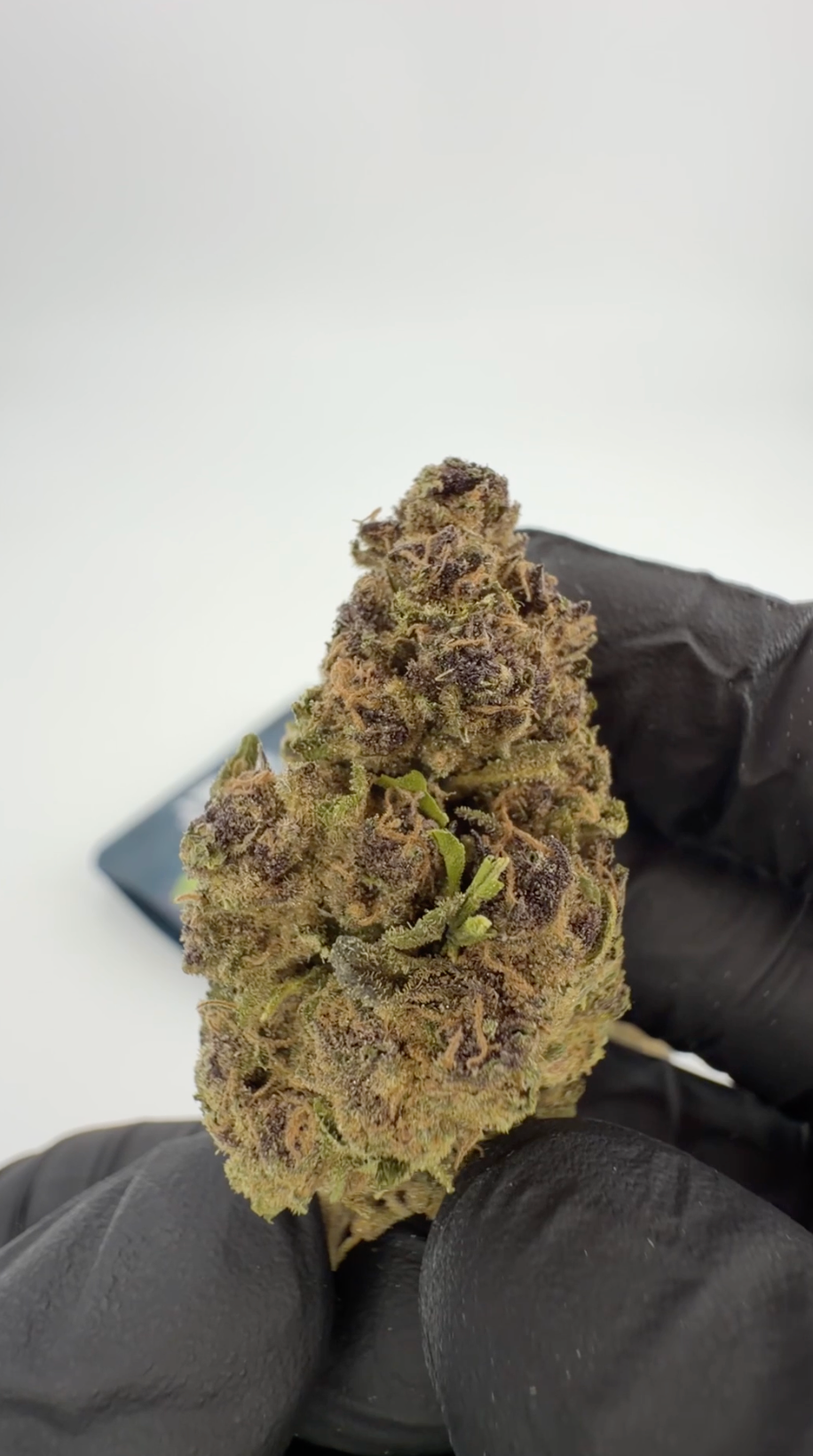 Rollz Miracle Alien Cookies THCA indoor dried cannabis flower – own cultivation and production.