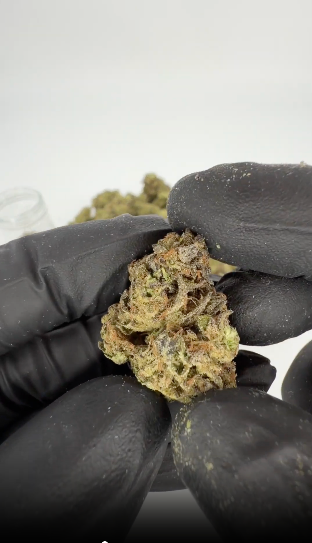 rollzeurope-biscotti-mintz-thca-flowe-1080p