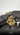 rollzeurope-biscotti-mintz-thca-flowe-1080p