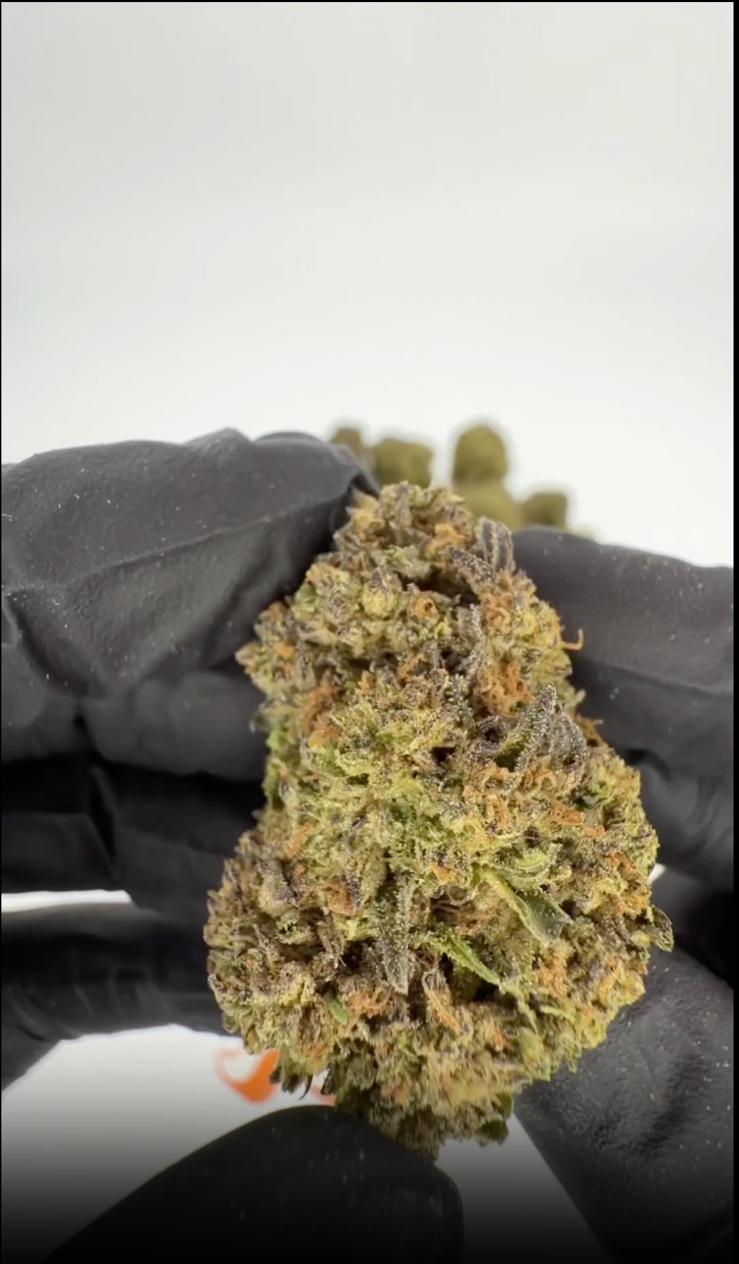 rollzeurope-gary-payton-thca-flowe-1080p