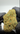 rollzeurope-gelonade-cbd-flowe-1080p