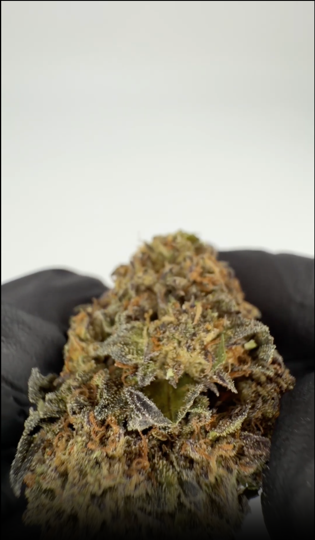 rollzeurope-miracle-alien-cookies-thca-flowe-1080p