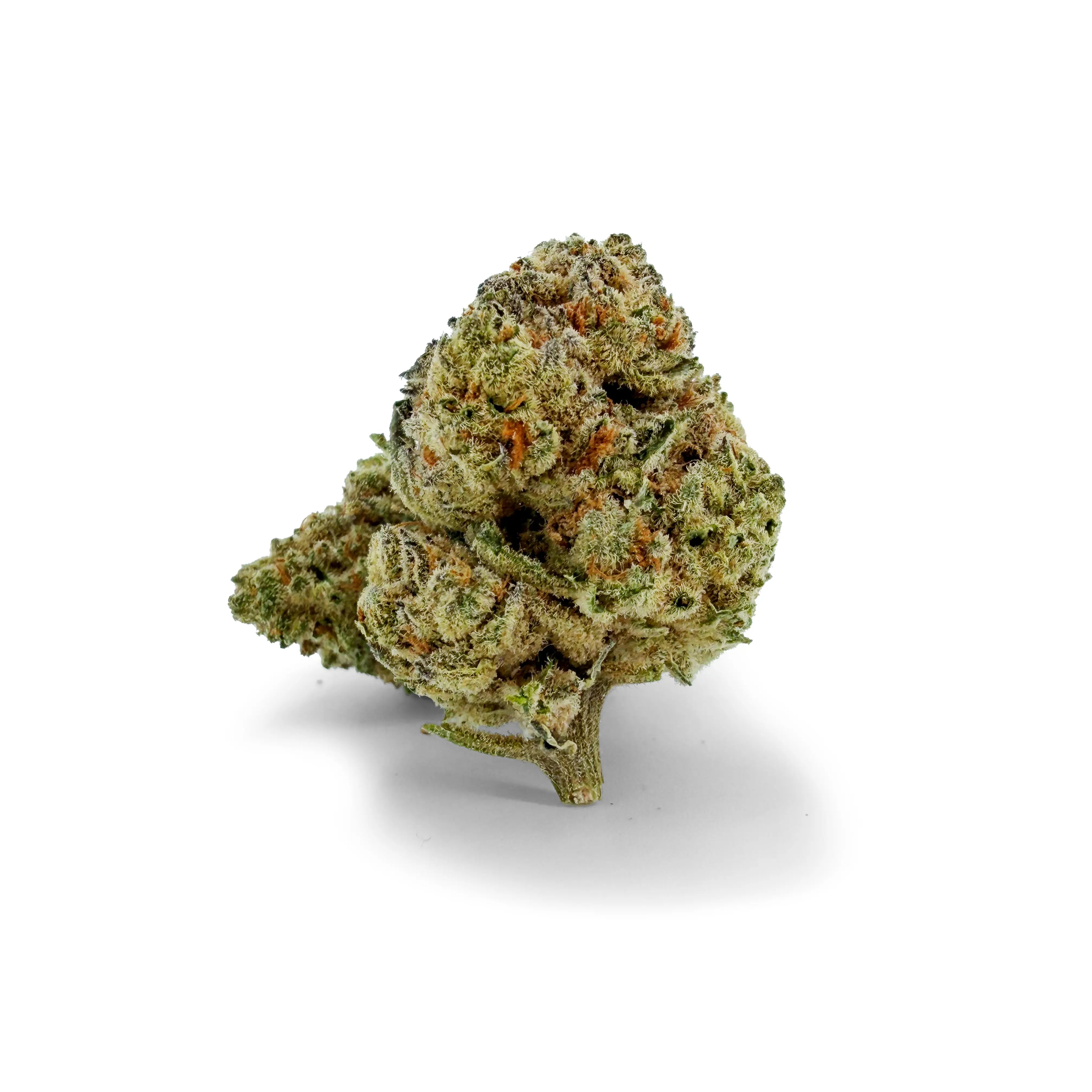 Close-up of ROLLZ White Truffle THCA flower with dense green buds and frosty trichomes